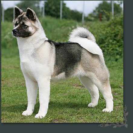 American Akita dog photo