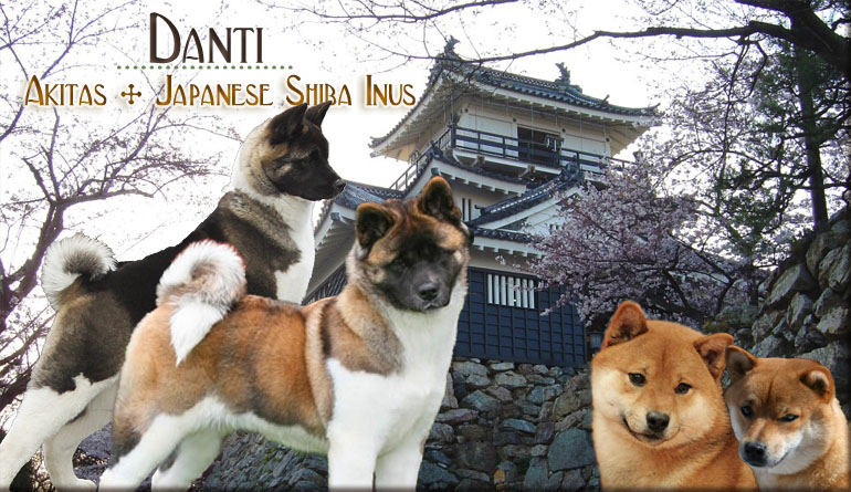 Danti Akitas and Japanses Shiba Inus