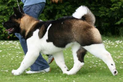 Lewis on the move