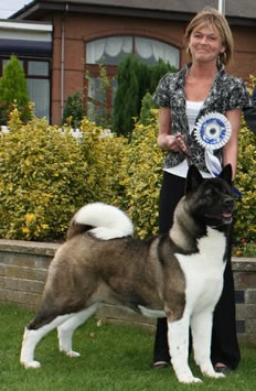 Akita Bitch winning 2nd RCC