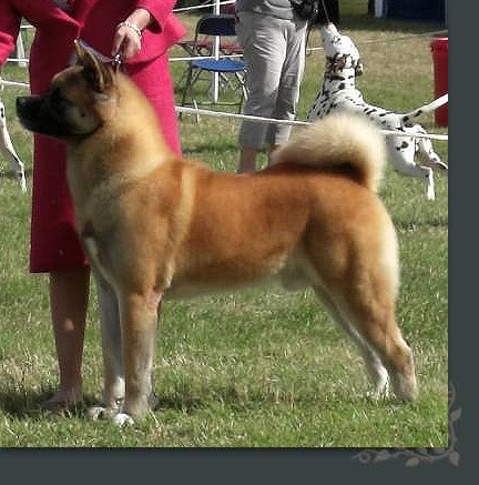 Stecal akitas best sale