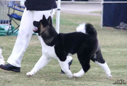 Winning Akita Pup - Tara at Australia