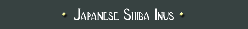 Japanese Shiba Inus